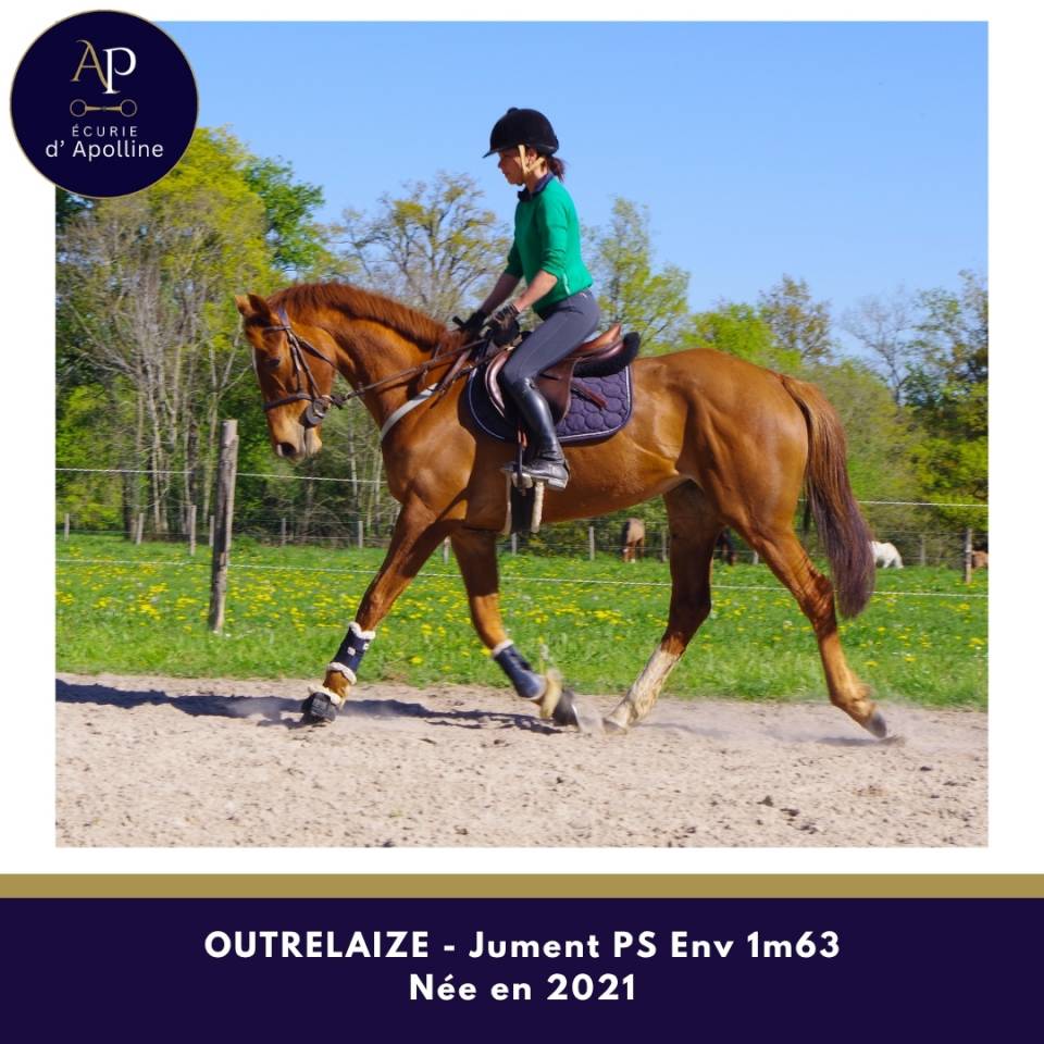 Merrie Volbloed Te koop 2021 Vos