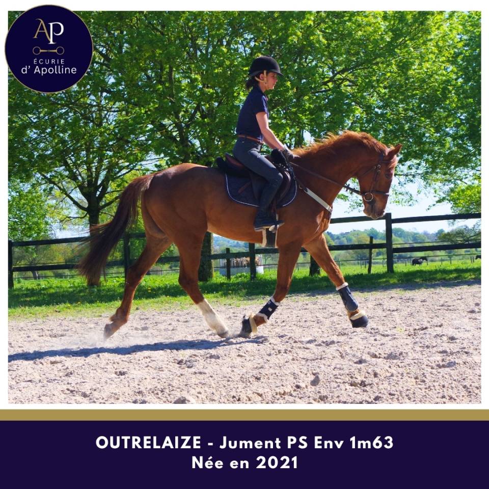 Merrie Volbloed Te koop 2021 Vos