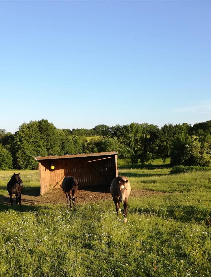 Mooi hippisch vastgoed Koop Deux-S&egrave;vres