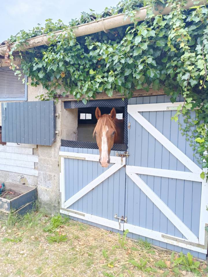 Mooi hippisch vastgoed Koop Deux-S&egrave;vres