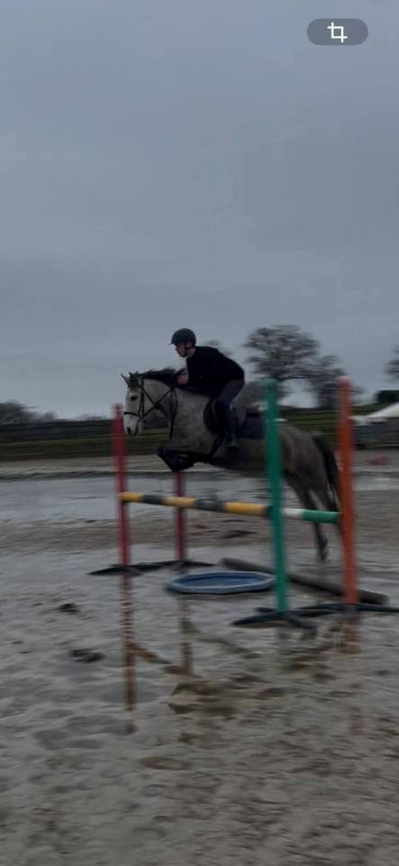 Merrie Bekend ras Te koop 2020 Schimmel