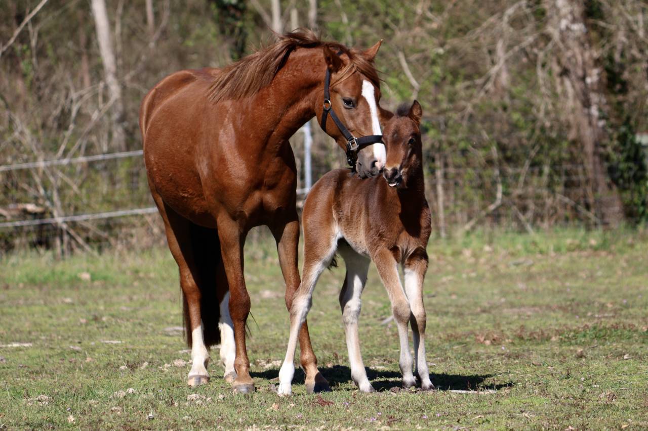 Veulen (ml) Franse rijpony PFS Te koop 2026 Bruin / Bai ,  RM Most Beautiful Boy
