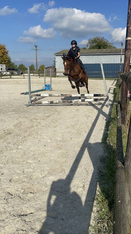 Merrie Franse draver  Te koop 2019 Donker bruin / bai