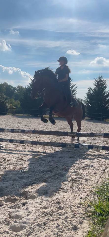 Merrie Franse draver  Te koop 2019 Donker bruin / bai