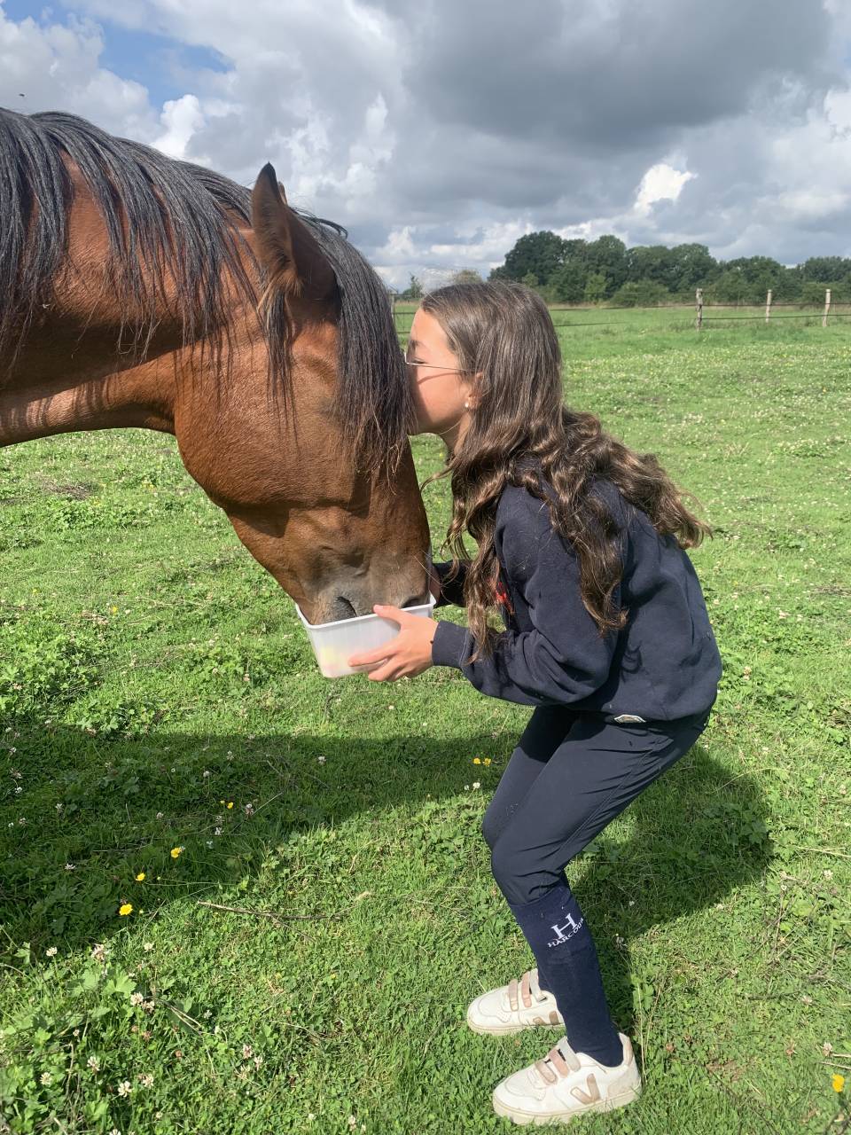 Merrie Franse draver  Te koop 2019 Donker bruin / bai