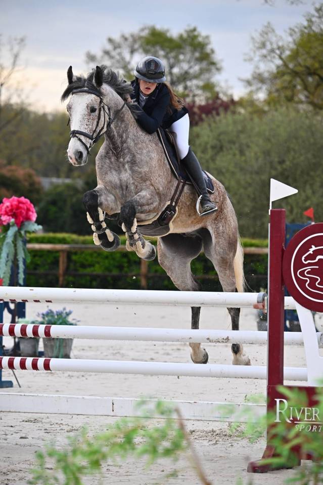 Ruin Bekend ras Te koop 2019 Overige kleuren ,  Cyrhus Paradise, SFA