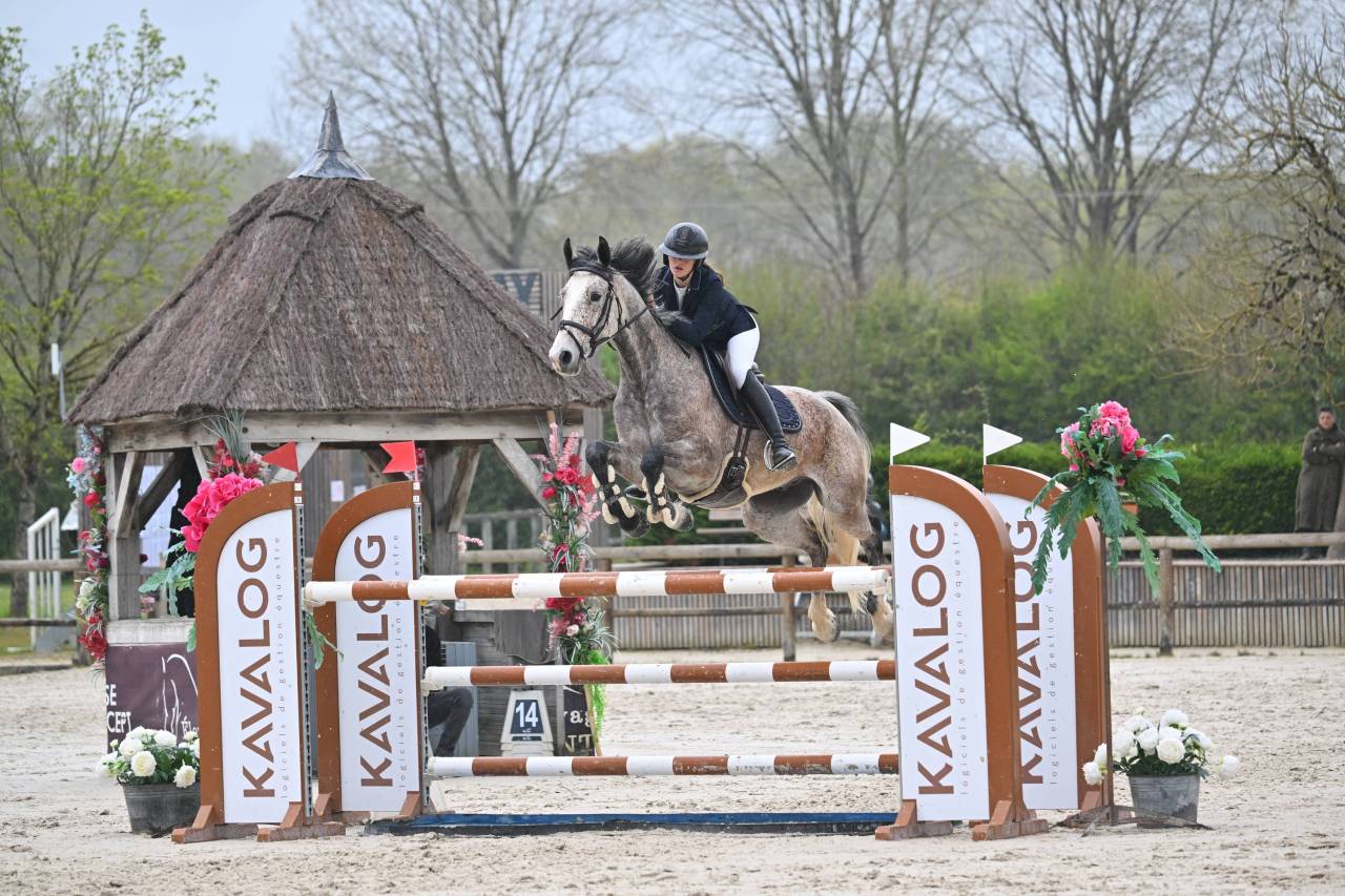 Ruin Bekend ras Te koop 2019 Overige kleuren ,  Cyrhus Paradise, SFA