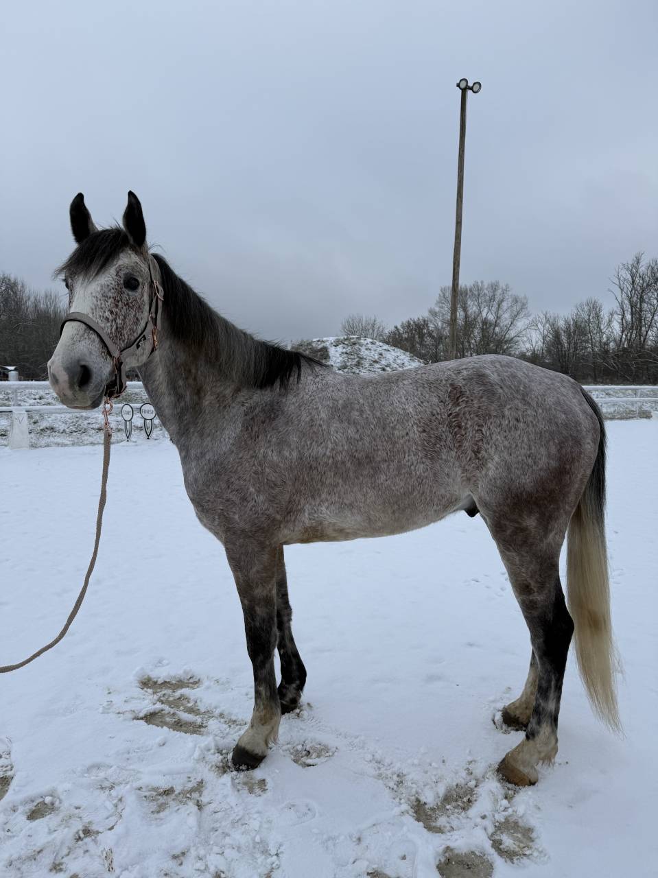 Ruin Bekend ras Te koop 2019 Overige kleuren ,  Cyrhus Paradise, SFA