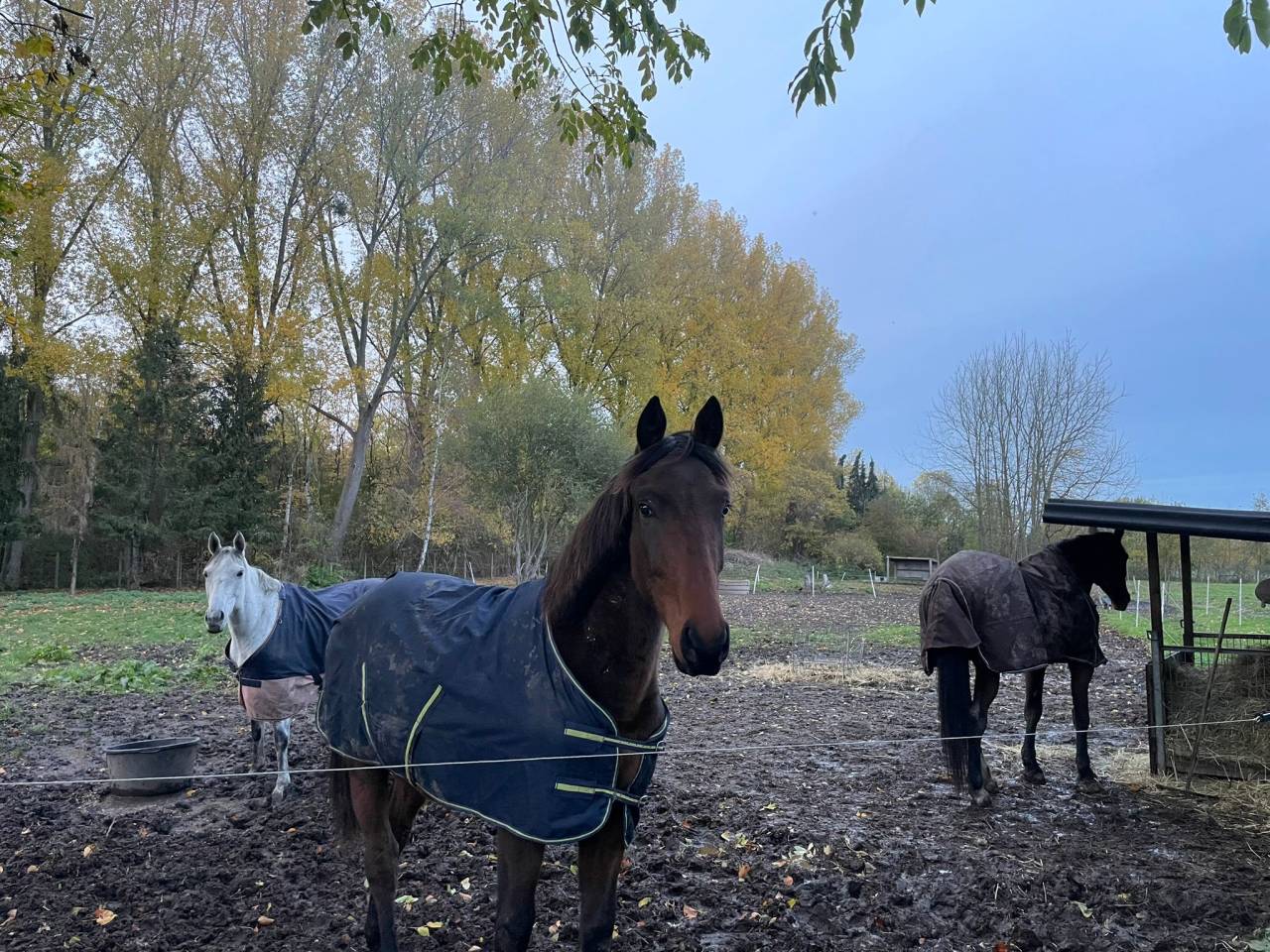 Veulen (ml) BWP Belgisch volbloed Te koop 2024 Donker bruin / bai ,  FOREVER D'ARCO TER LINDEN