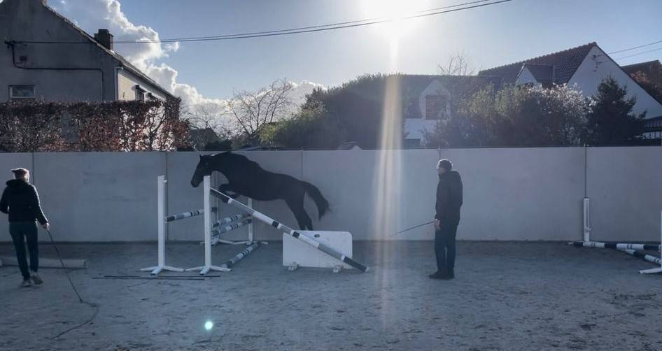 Veulen (ml) BWP Belgisch volbloed Te koop 2024 Donker bruin / bai ,  FOREVER D'ARCO TER LINDEN