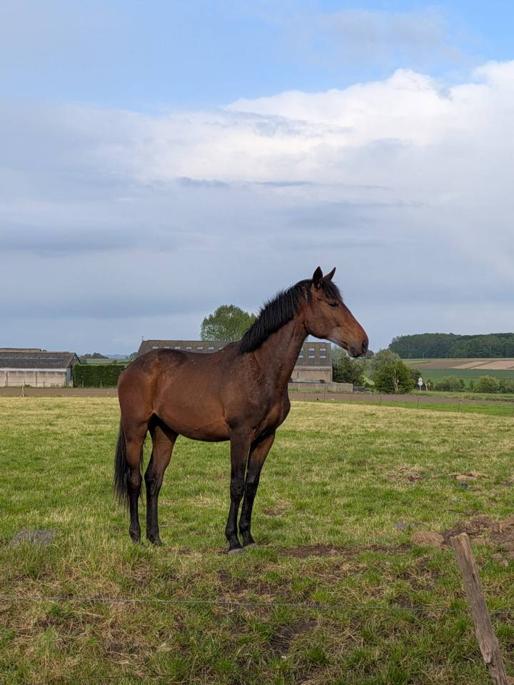 Veulen (ml) BWP Belgisch volbloed Te koop 2024 Donker bruin / bai ,  FOREVER D'ARCO TER LINDEN