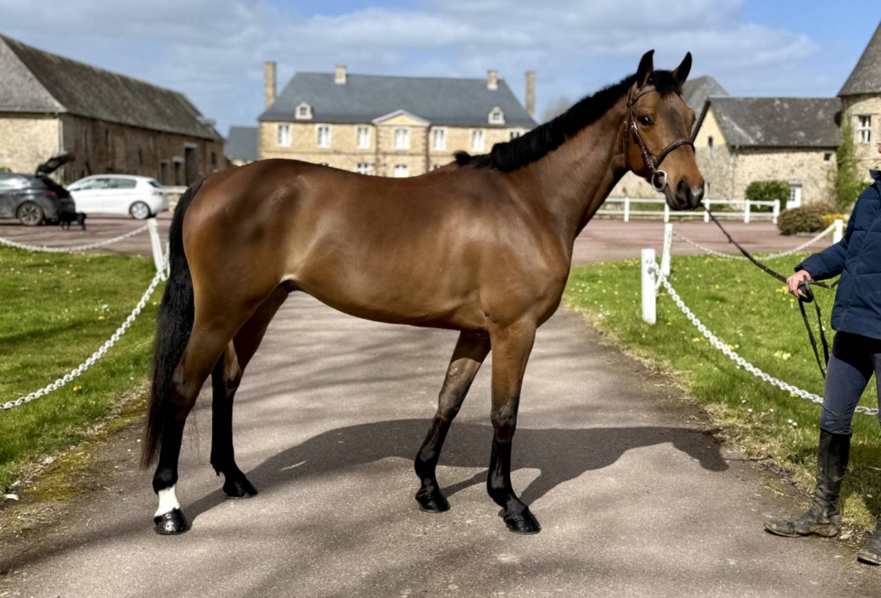 Ruin Franse rijpony PFS Te koop 2022 Donker bruin / bai