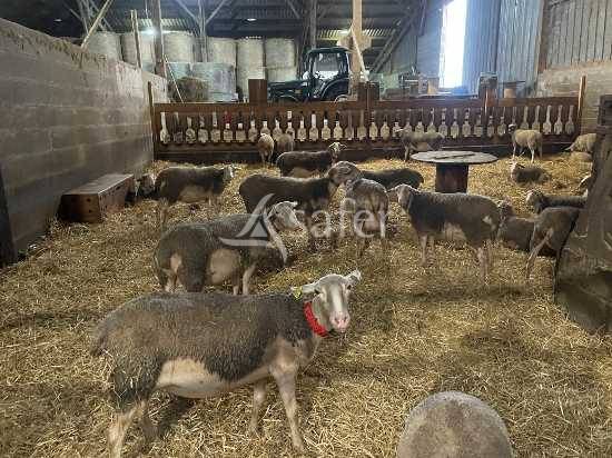Landbouw bedrijf Koop Maine-et-Loire