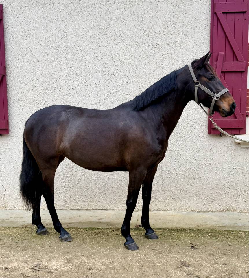 Merrie Ras onbekend Te koop 2022 Donker bruin / bai