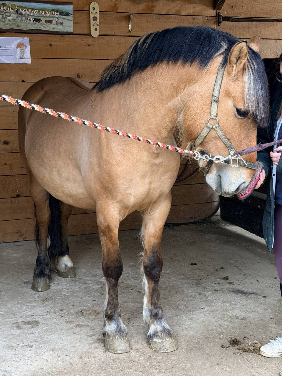 Hengst Ras onbekend Te koop 2022 Isabel