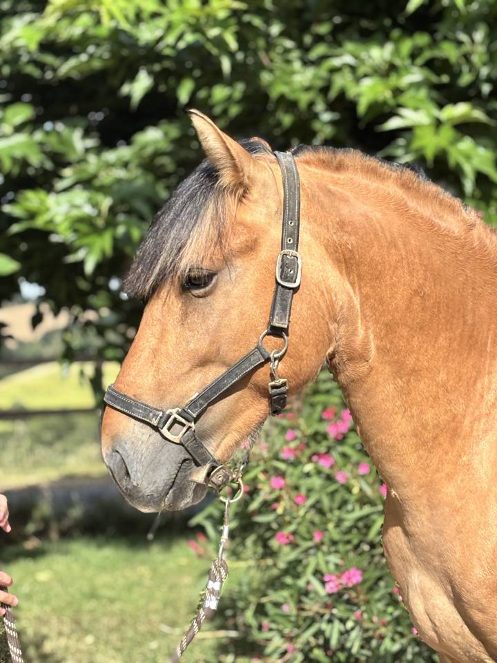 Hengst Ras onbekend Te koop 2022 Isabel