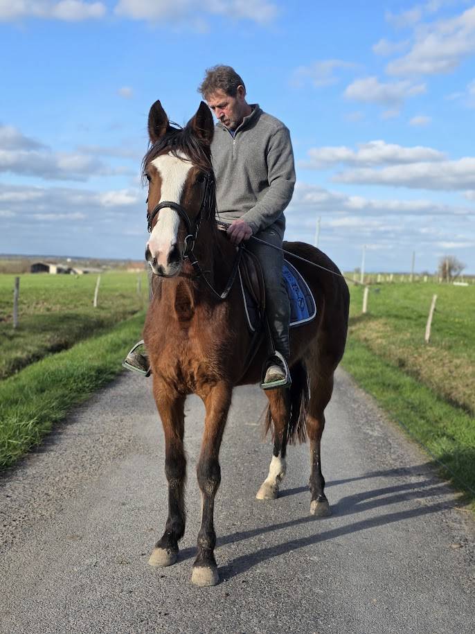 Merrie Franse draver  Te koop 2022 Donker bruin / bai