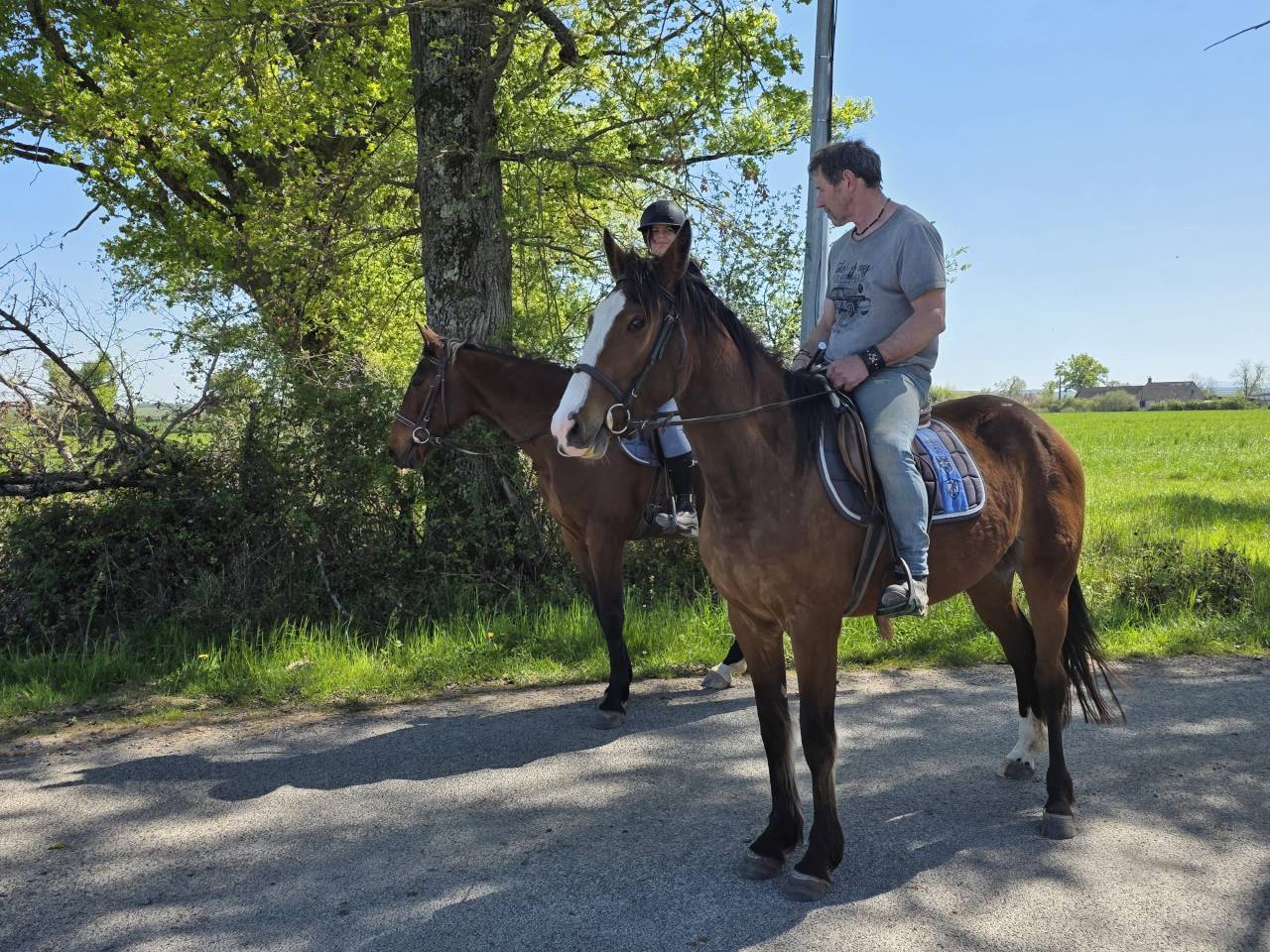 Merrie Franse draver  Te koop 2022 Donker bruin / bai