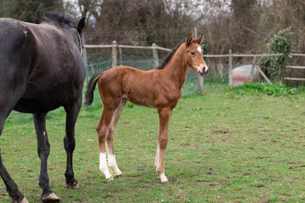 Veulen (ml) Selle Fran&ccedil;ais Te koop 2026 Donker bruin / bai ,  Balou du Reventon