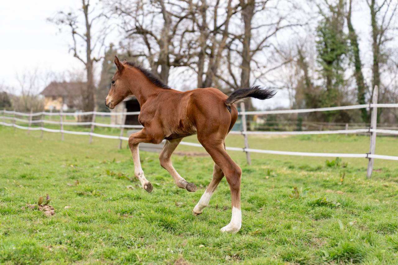 Veulen (ml) Selle Fran&ccedil;ais Te koop 2026 Donker bruin / bai ,  Balou du Reventon