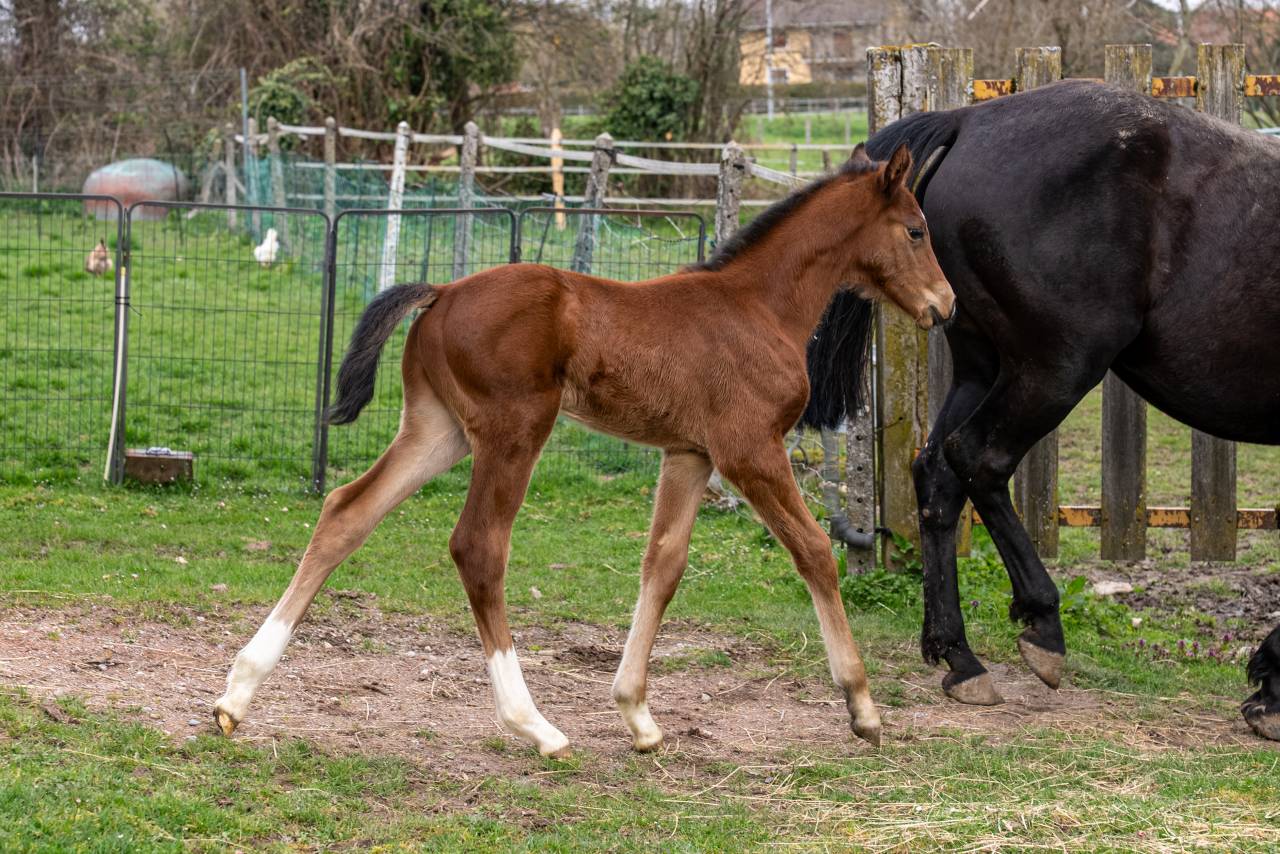 Veulen (ml) Selle Fran&ccedil;ais Te koop 2026 Donker bruin / bai ,  Balou du Reventon