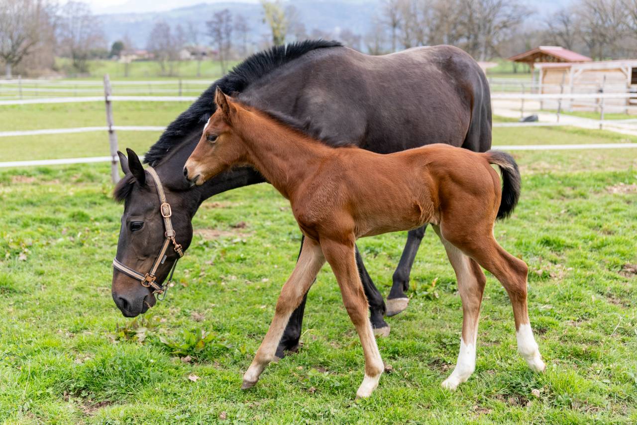 Veulen (ml) Selle Fran&ccedil;ais Te koop 2026 Donker bruin / bai ,  Balou du Reventon