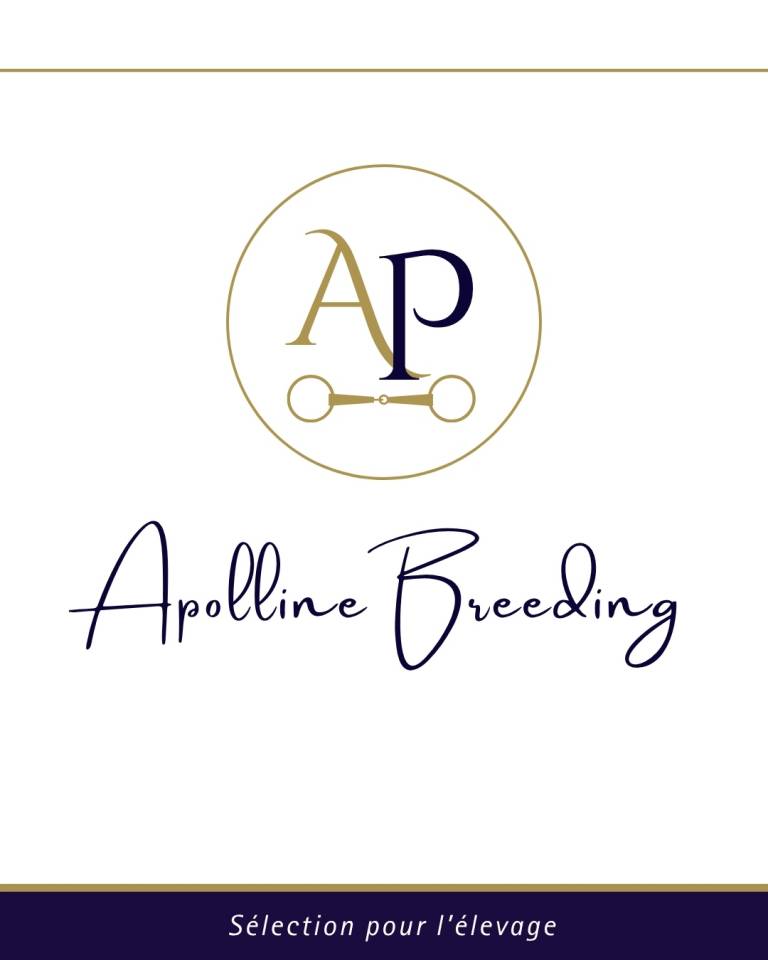 Draagmerrie Volbloed Te koop 2023 Donker bruin / bai ,  For fun