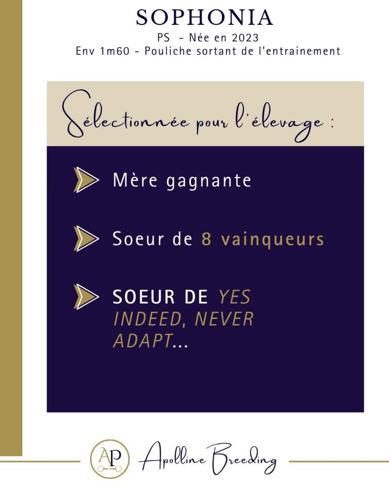 Draagmerrie Volbloed Te koop 2023 Donker bruin / bai ,  For fun