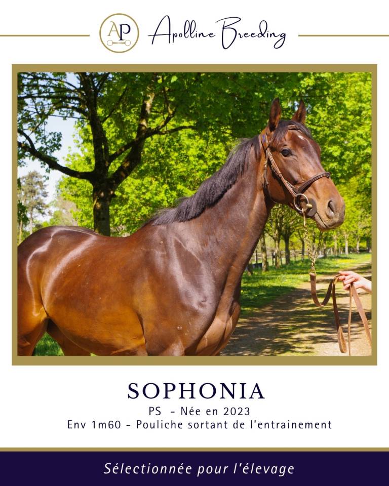 Draagmerrie Volbloed Te koop 2023 Donker bruin / bai ,  For fun