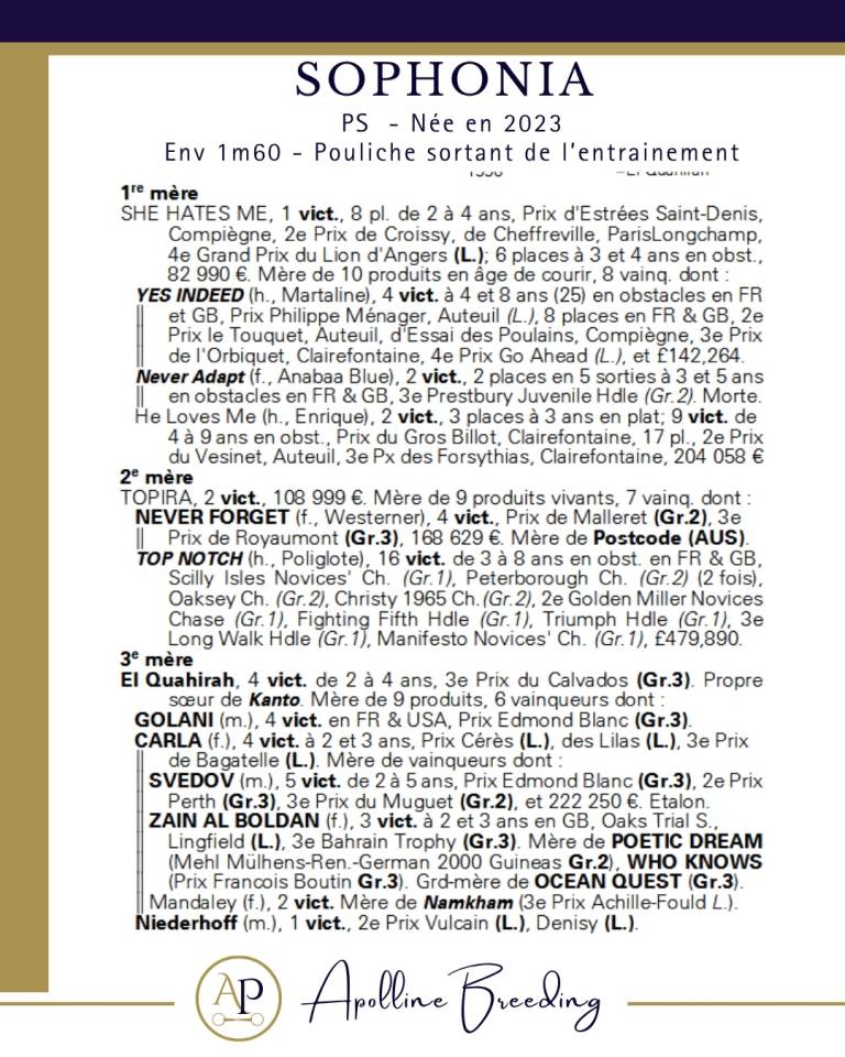 Draagmerrie Volbloed Te koop 2023 Donker bruin / bai ,  For fun