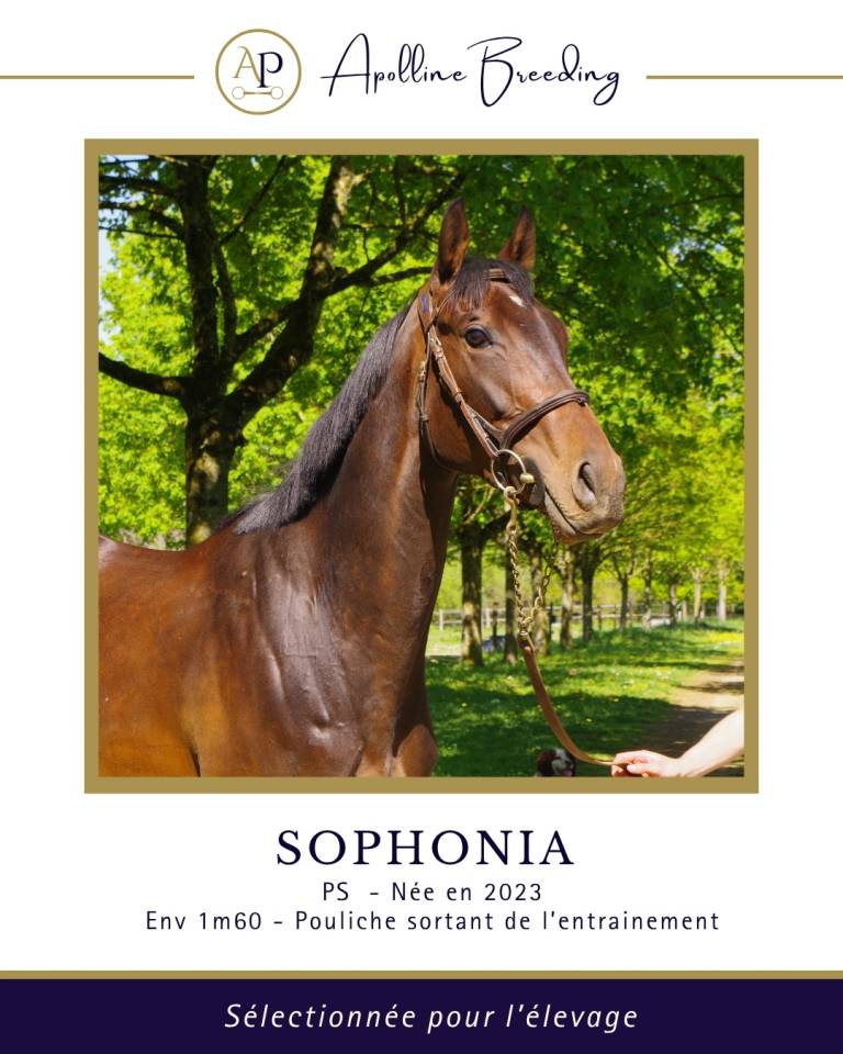 Draagmerrie Volbloed Te koop 2023 Donker bruin / bai ,  For fun