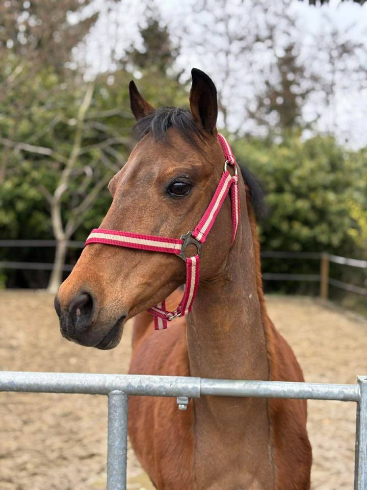 Merrie Ras onbekend Te koop 2012 Donker bruin / bai