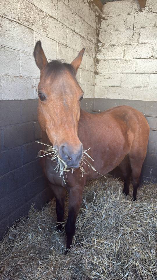 Merrie Ras onbekend Te koop 2012 Donker bruin / bai