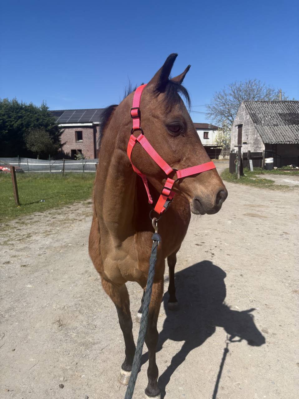 Merrie Ras onbekend Te koop 2012 Donker bruin / bai