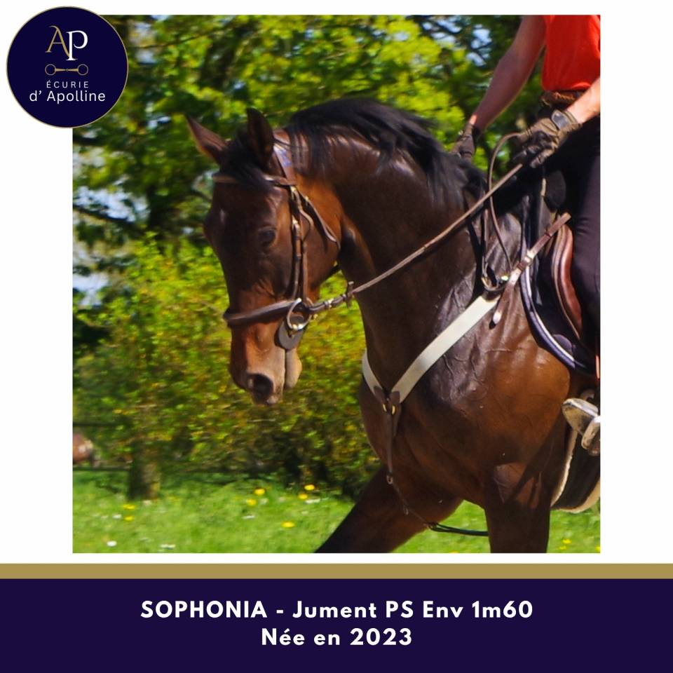 Merrie Volbloed Te koop 2023 Bruin / Bai