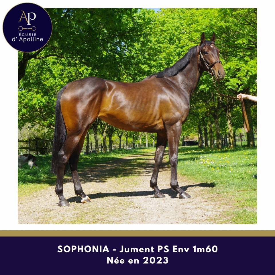 Merrie Volbloed Te koop 2023 Bruin / Bai