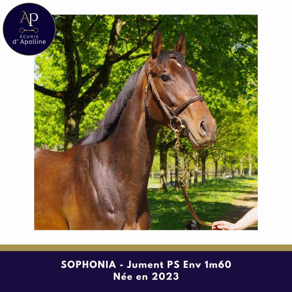 Merrie Volbloed Te koop 2023 Bruin / Bai