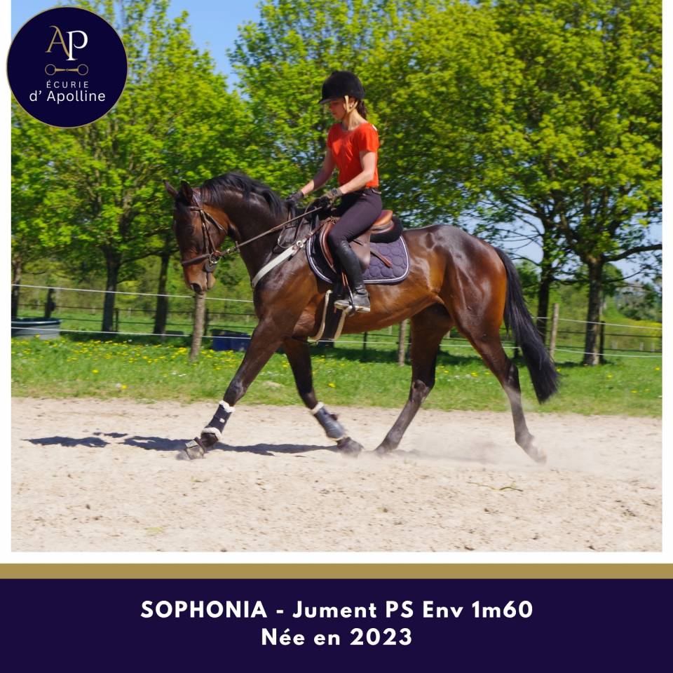 Merrie Volbloed Te koop 2023 Bruin / Bai