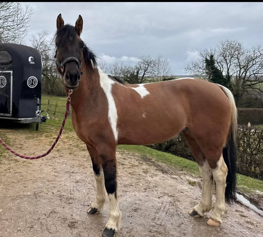 Ruin Welsh Partbred Te koop 2023 Bont