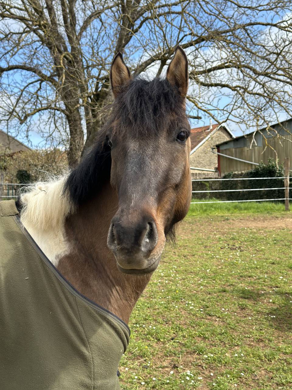 Ruin Welsh Partbred Te koop 2023 Bont