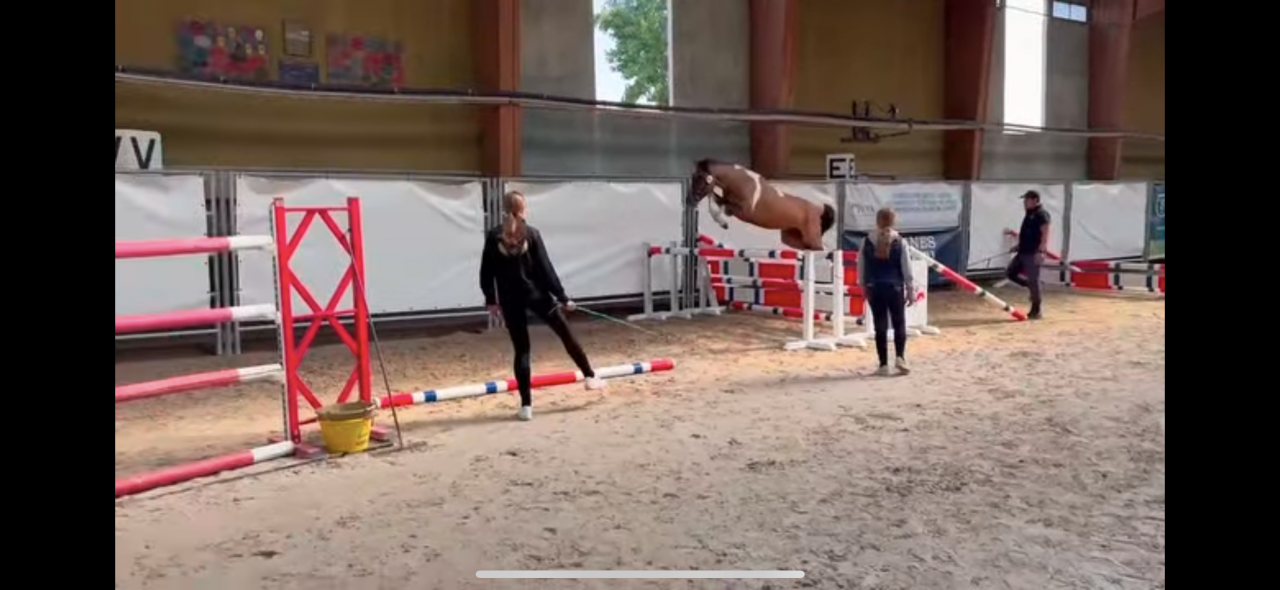 Ruin Welsh Partbred Te koop 2023 Bont