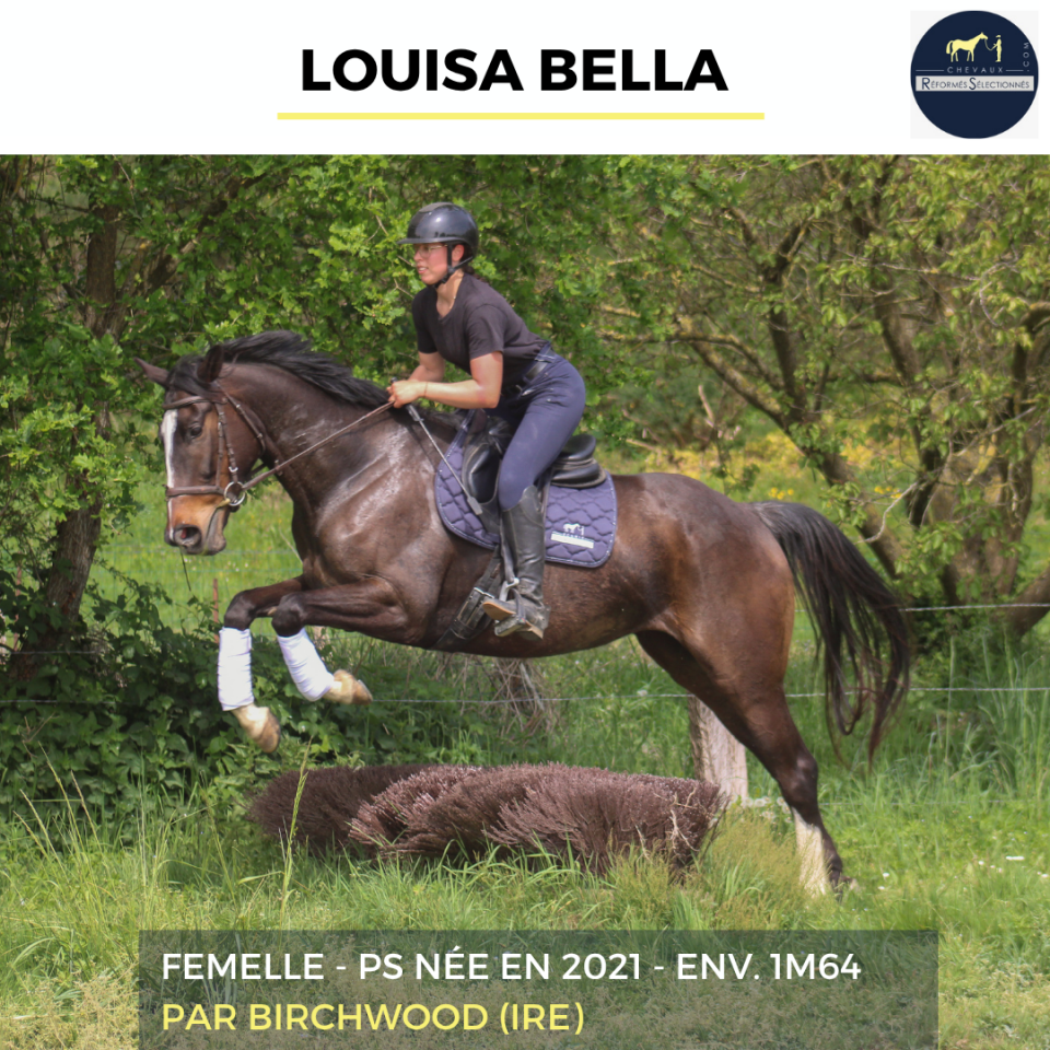 Merrie Volbloed Te koop 2021 Donker bruin / bai