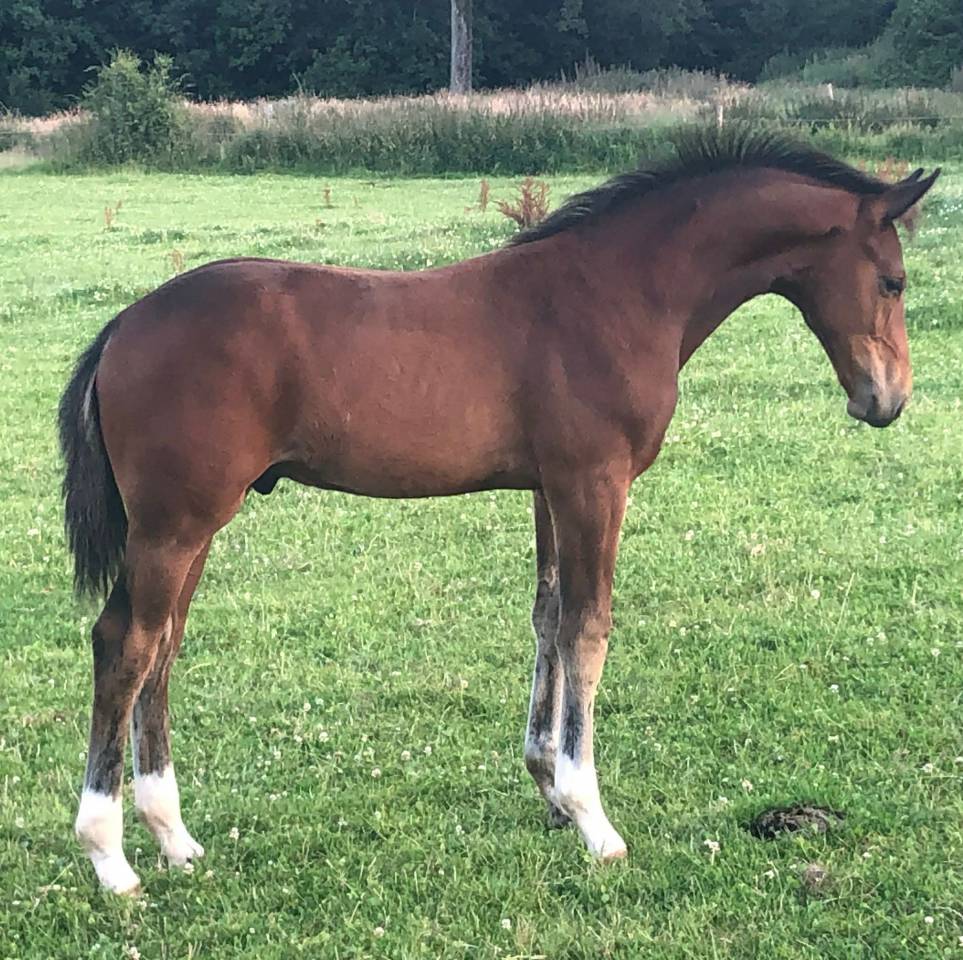 Merrie KWPN Nederlands sportpaard Te koop 2011 Donker bruin / bai