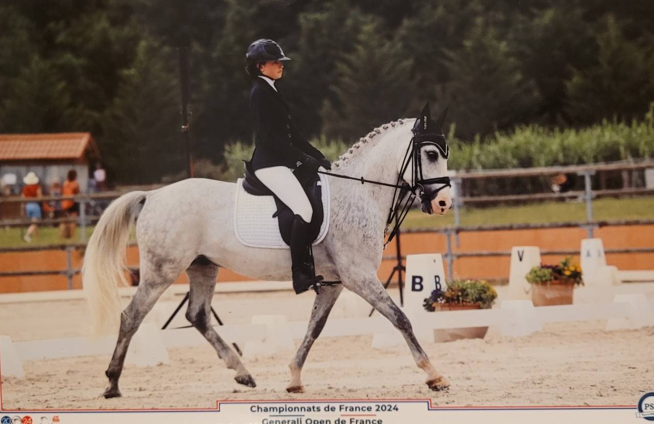 Ruin Franse rijpony PFS Te koop 2017 Schimmel