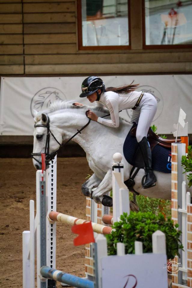 Ruin Franse rijpony PFS Te koop 2017 Schimmel