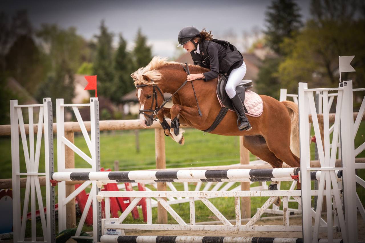 GOLBURY DES BERTAINES - Welsh Pony (Section B) 2016 ,  VINCE DIWAN
