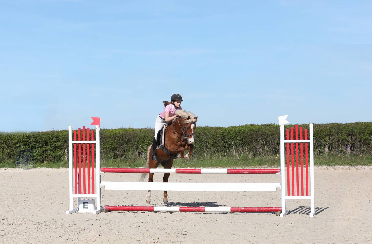 GOLBURY DES BERTAINES - Welsh Pony (Section B) 2016 ,  VINCE DIWAN