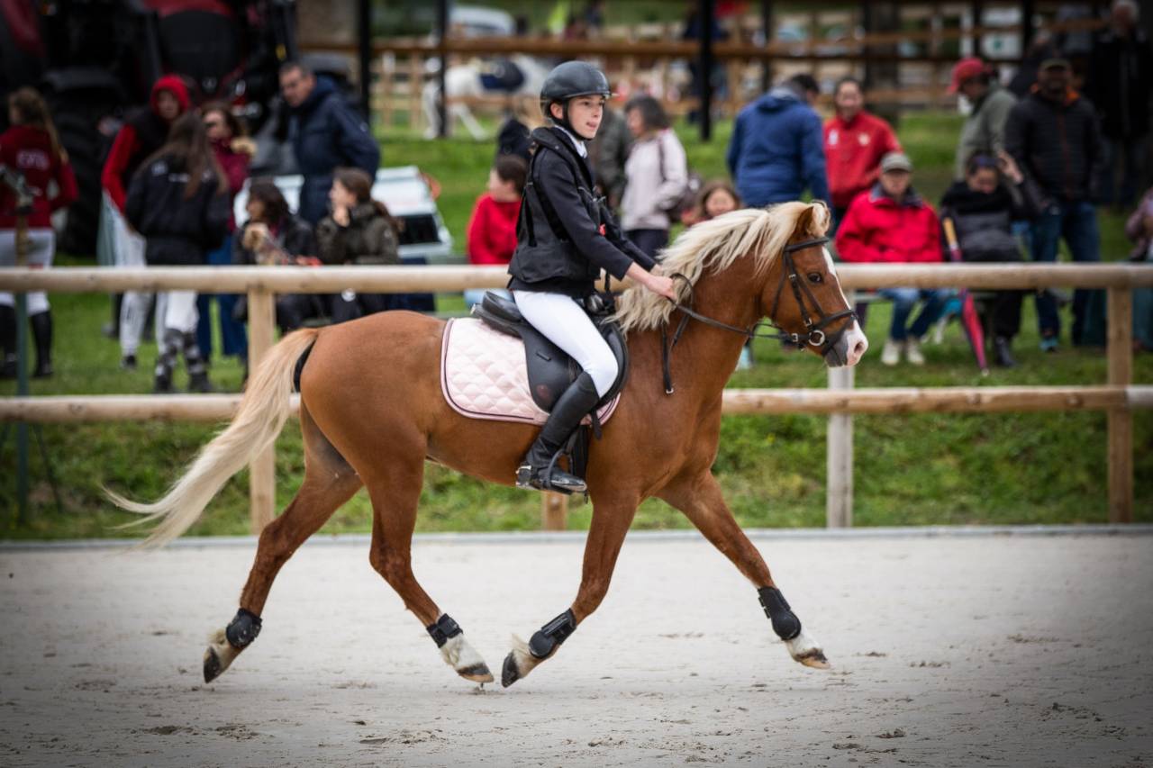 GOLBURY DES BERTAINES - Welsh Pony (Section B) 2016 ,  VINCE DIWAN