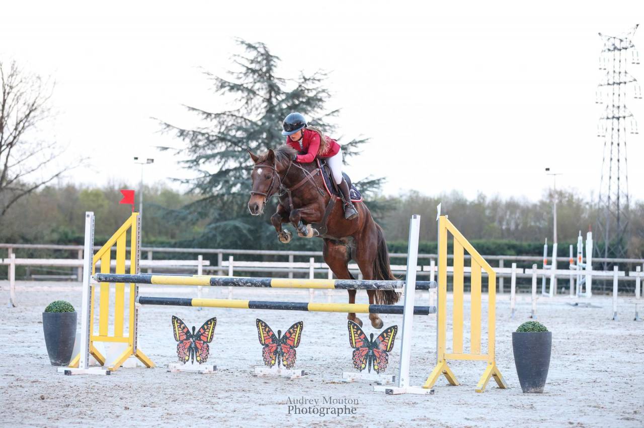 Ruin Bekend ras Te koop 2020 Koffie vos ,  TORNADO DE L'ETAPE
