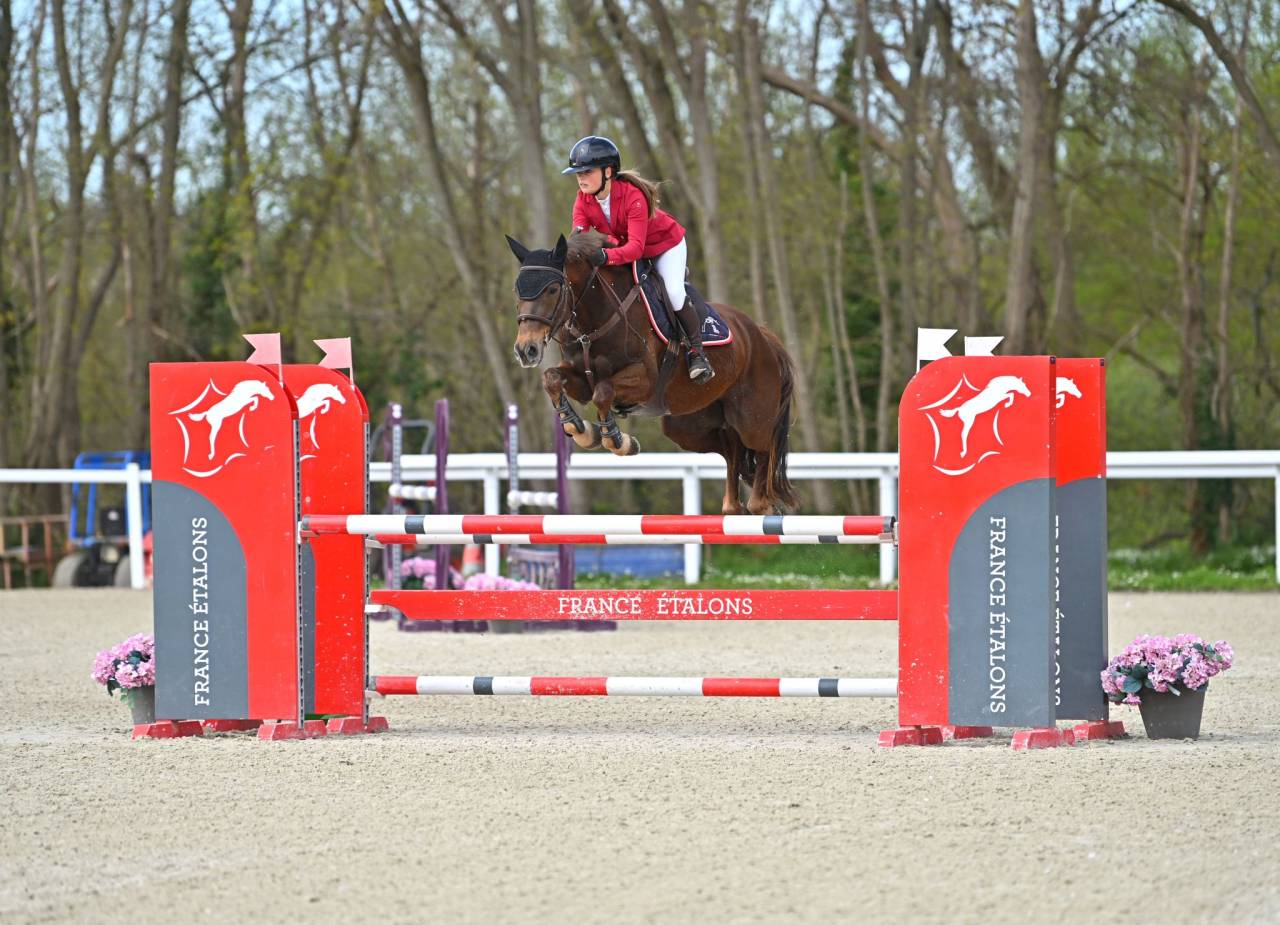 Ruin Bekend ras Te koop 2020 Koffie vos ,  TORNADO DE L'ETAPE